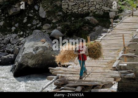 Récolte de blé dans la vallée de Hushe, Kanday, Baltistan, Pakistan Banque D'Images