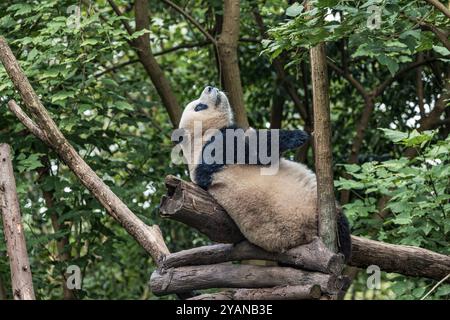 Chengdu, Chine. 15 octobre 2024. Un panda géant mange du bambou frais à la base de recherche de Chengdu de l'élevage de panda géant à Chengdu, en Chine, le 14 octobre 2024. (Photo de Costfoto/NurPhoto) crédit : NurPhoto SRL/Alamy Live News Banque D'Images