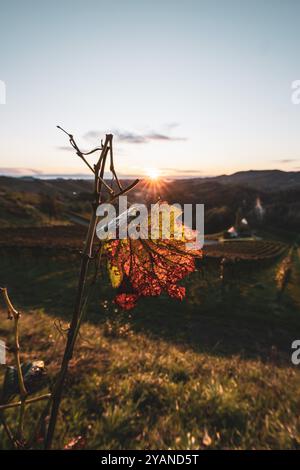 Sonnenaufgang über den Weinreben und Weinhügeln der Südsteiermark entlang der südsteirischen Weinstraße in der Nähe von Leutschach im Herbst AM 06.10.2024. // lever de soleil sur les vignes et les collines viticoles du sud de la Styrie le long de la route des vins de Styrie du Sud près de Leutschach en automne le 6 octobre 2024. - 20241006 PD26278 crédit : APA-PictureDesk/Alamy Live News Banque D'Images