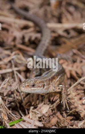 Lézard commun ou vivipare (Zootoca vivipara), Lacertidae. Sussex, Royaume-Uni Banque D'Images