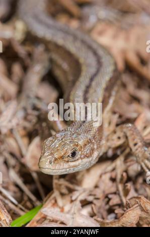 Lézard commun ou vivipare (Zootoca vivipara), Lacertidae. Sussex, Royaume-Uni Banque D'Images