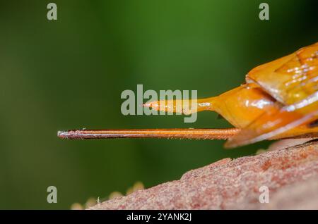 Femelle guêpe de bois géante (Urocerus gigas), Siricidae. Cornwall, Royaume-Uni Banque D'Images