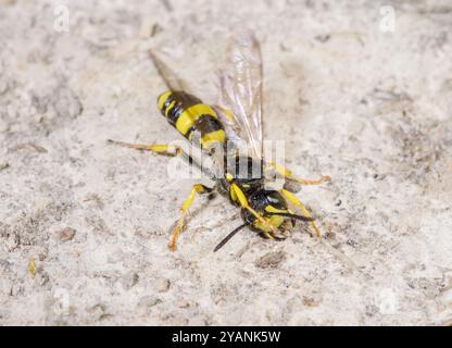 Guêpe de Digger à queue ornée femelle (Cerceris rybyensis). Crabronidae. Sussex, Royaume-Uni Banque D'Images