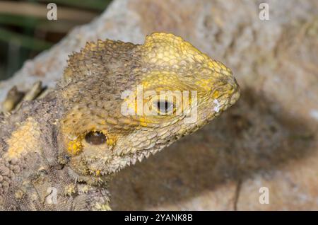 Tête d'Agama peint ou étoilé (Stellagama Laudakia stellio), Agamidae. Banque D'Images