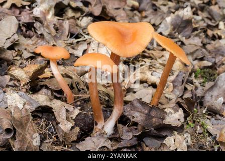 Groupe du champignon Deceiver / Toadstools (Laccaria laccata). Amanitidae. Woodland, Sussex, Royaume-Uni Banque D'Images