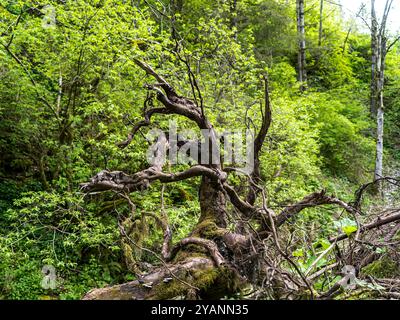 Détail d'un tronc d'arbre tombé dans une forêt à Asiago Banque D'Images