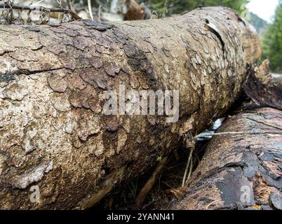 Détail d'un tronc d'arbre tombé dans une forêt à Asiago Banque D'Images