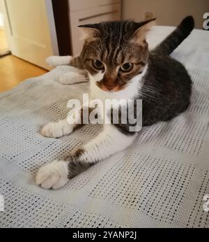 Mignon jeune chat tabby sur un couvre-lit blanc Banque D'Images