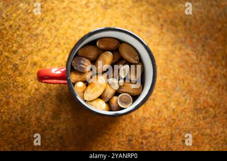 Glands de chêne de forêt brun dans une tasse en étain rouge ou une tasse sur un comptoir de cuisine orange foncé. Gros plan, vue de dessus, personne. Banque D'Images