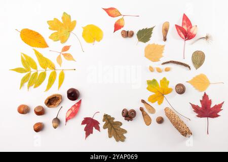 Feuilles d'automne, glands, pommes de pin, châtaignes et gousses de graines disposées sur un fond blanc dans une composition plate. Formation d'éléments naturels saisonniers Banque D'Images