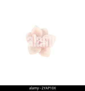 Fleurs de magnolia aquarelle avec des feuilles vertes. Banque D'Images