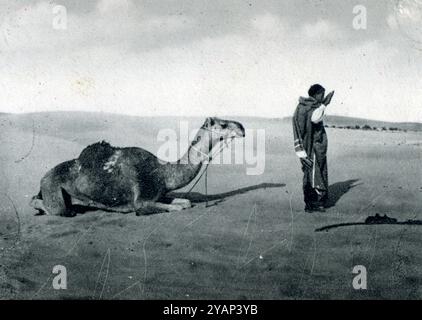 1940 - Libye, afrique du Nord - Camelus dromedarius - dromadaire Banque D'Images