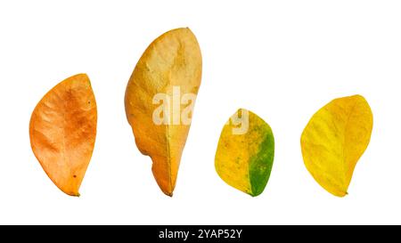 Découpez les feuilles d'arbre de pluie séchées avec des chemins de découpage sur fond blanc, la couleur brune des feuilles détaillées peut être utilisée dans divers modèles. Banque D'Images