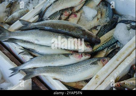 Gros plan d'un récipient de poisson frais sur glace. Les poissons sont disposés en pile nette, avec leurs queues et têtes visibles. Banque D'Images