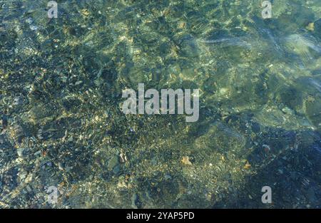 La lumière du soleil filtre à travers l'eau calme, créant des motifs chatoyants tout en révélant des galets lisses reposant paisiblement sur le fond sablonneux, invitant à re Banque D'Images