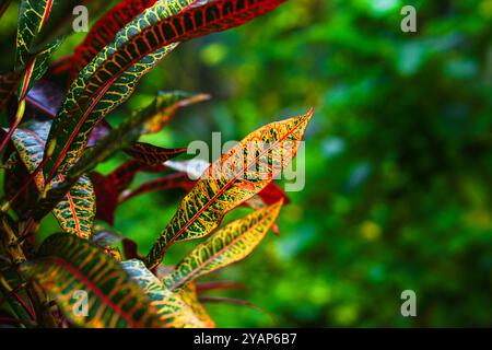 Fond de feuilles de croton multicolores, belle plante de croton de jardin colorée naturelle dans la cour arrière de la maison Banque D'Images