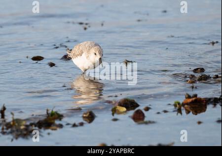 Sanderling (Calidris alba) en plumage hivernal se nourrissant au bord de l'eau à marée basse Banque D'Images