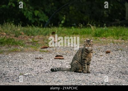 Un chat tabby assis calmement sur un sol rocheux, capturant son regard curieux et intense dans un environnement extérieur naturel et paisible. Banque D'Images