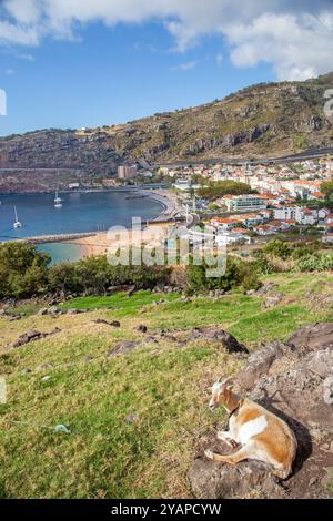 Chèvres sur la colline au-dessus du port et de la marina à Machico, la deuxième plus grande station balnéaire de l'île portugaise de Madère Banque D'Images