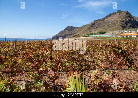 Vignes poussant dans les vignobles à Caniçal sur l'île portugaise de Madère Banque D'Images