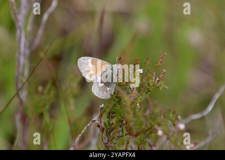 Large Heath Butterfly ssp. Scotica reposant sur Heather - Coenonympha tullia Banque D'Images