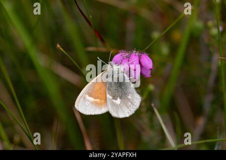 Large Heath Butterfly ssp. Nectaring scotica sur Bell Heather - Coenonympha tullia Banque D'Images