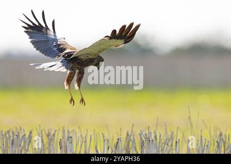 WESTERN Marsh Harrier (Circus aeruginosus) mâle volant et planant au-dessus d'un champ de chaumes, Allemagne Banque D'Images