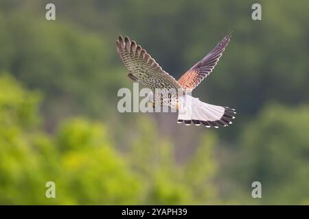 Kestrel commun (Falco tinnunculus) mâle volant de près, Hesse, Allemagne Banque D'Images
