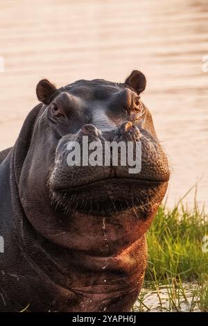 Hippopotame, Hippopotamus amphibius, portrait d'un hippopotame adulte regardant devant la caméra. Vue de face. Delta de l'Okavango, Botswana, Afrique Banque D'Images