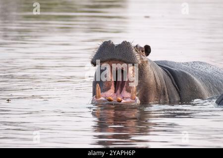 Hippopotamus bouche ouverte, Hippopotamus amphibius, portrait d'un hippopotame adulte sous l'eau. Vue de face. Delta de l'Okavango, Botswana, Afrique Banque D'Images
