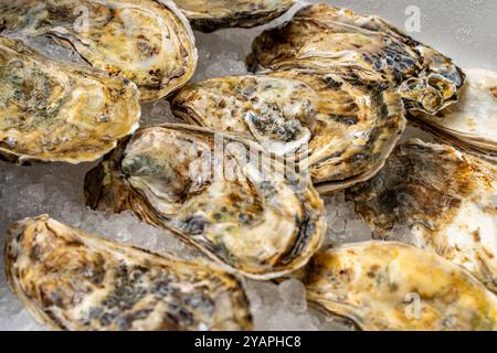 Huîtres en coquille gros plan. Le fond est la texture des coquilles d'huîtres. Fruits de mer crus sur glace. Photo de haute qualité Banque D'Images