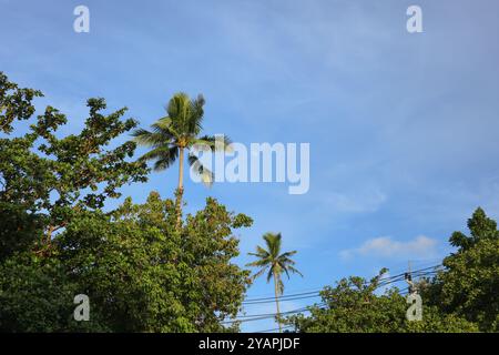 Une vue imprenable de grands palmiers silhouettés contre un ciel bleu clair, avec leurs frondes se balançant doucement dans la brise. La scène est sereine et tropi Banque D'Images