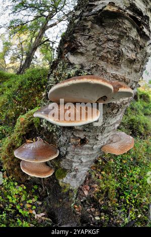 Champignons polypores du bouleau (Piptoporus betulinus) poussant sur un bouleau argenté debout (Betula pendula) dans la réserve naturelle nationale Glen Affric. Banque D'Images
