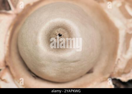 Champignons Earthstar à collier (Geastrum triplex) gros plan du centre d'un corps fructifiant mûr poussant dans un paillis de copeaux d'écorce en décomposition. Banque D'Images