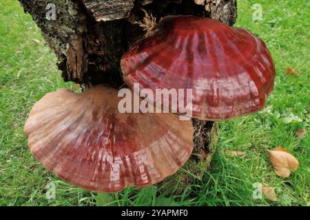 Champignons laqués (Ganoderma lucidum) paire de crochets poussant sur le tronc inférieur d'un érable, Inverness-shire, Écosse, septembre Banque D'Images