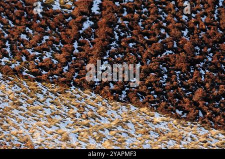 Ling Heather (Calluna vulgaris) montrant la lisière d'une zone de landes de bruyère gérée avec des prairies rugueuses en hiver avec de la neige, Lammermuir Hills Banque D'Images