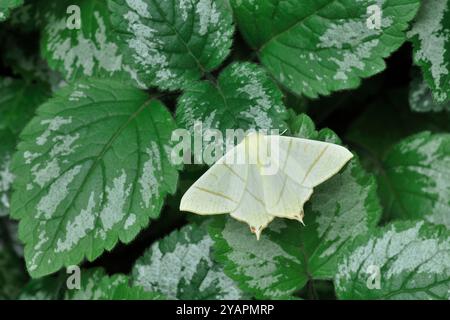 Teigne à queue d'hirondelle (Ourapteryx sambucaria) reposant sur des feuilles, jardin faunique, Berwickshire, Écosse, juillet Banque D'Images