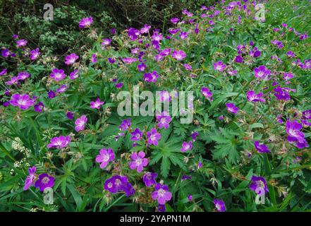 Bec de canneberge (Geranium sylvaticum) poussant sur le bord de la route à Grantown-on-Spey, Speyside, parc national de Cairngorms, Écosse, juin Banque D'Images