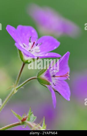 Wood Cranesbill (Geranium sylvaticum) gros plan de têtes de fleurs, Three Hagges Wood Meadow, North Yorkshire, Angleterre, juin Banque D'Images