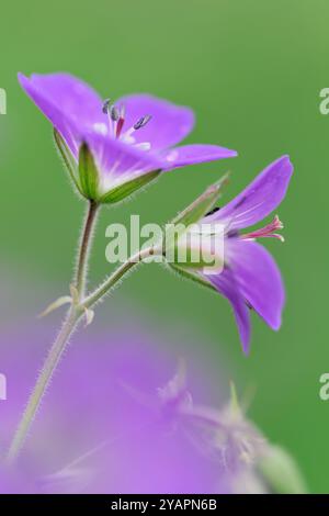 Wood Cranesbill (Geranium sylvaticum) gros plan de têtes de fleurs, Three Hagges Wood Meadow, North Yorkshire, Angleterre, juin Banque D'Images