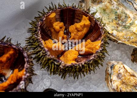 Oursin et huîtres en coquilles gros plan sur la glace. Photo de haute qualité Banque D'Images