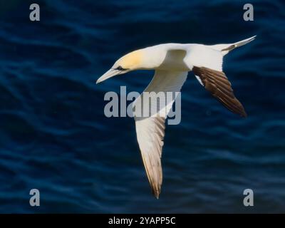 Gannet du Nord (Morus bassanus). Oiseau unique en vol. RSPB Troup Head, Banffshire, Écosse, Royaume-Uni Banque D'Images