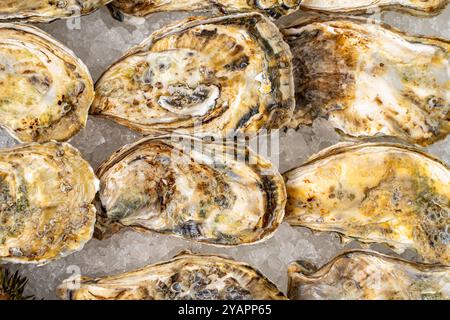 Huîtres en coquille gros plan. Le fond est la texture des coquilles d'huîtres. Fruits de mer crus sur glace. Photo de haute qualité Banque D'Images