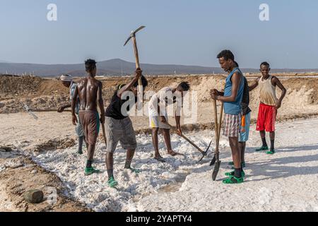 Groupe d'hommes travaillent à l'Afrera Lake Salt Works dans la préparation de minerai de sel à transporter-rive ouest du lac Afrera, Ethiopie Banque D'Images