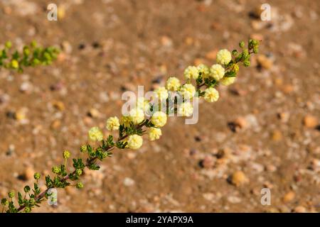 Les fleurs jaunes citronnées de Brown's Wattle, Acacia browniana, poussent sur des plaines humides à Augusta, dans le sud-ouest de l'Australie occidentale. Banque D'Images