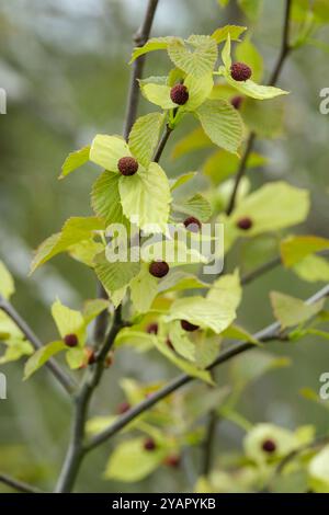 Davidia involucrata, le colombe, l'arbre à mouchoir, l'arbre à mouchoir de poche, ou l'arbre fantôme, est un arbre à feuilles caduques de taille moyenne i Banque D'Images