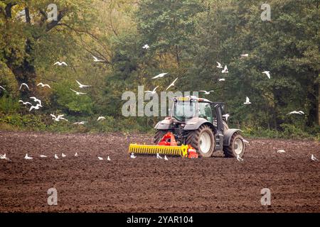 Tracteur et fermier à disque hersant un champ agricole après labourage prêt pour les semences à semer, suivi par un troupeau de mouettes, Sandbach Angleterre Royaume-Uni Banque D'Images