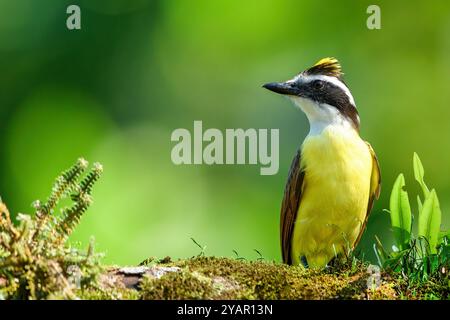 Punk Great Kiskadee (Pitangus sulphuratus) perché sur une branche feuillue dans les forêts tropicales du Costa Rica, portrait, gros plan Banque D'Images