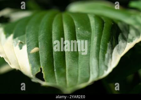 Feuille de plante verte avec bord blanc de près Banque D'Images