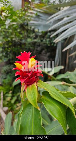 Fleur rouge et jaune de gingembre (Siam Tulip), Thaïlande Banque D'Images